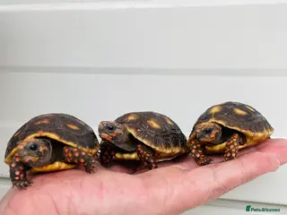 Tortoise reptiles Baby cherry headed red footed Tortioes - Advert 1