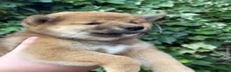 Japanese Shiba Inu dogs for sale: Health tested champion bloodline small size Shiba  - Advert 7