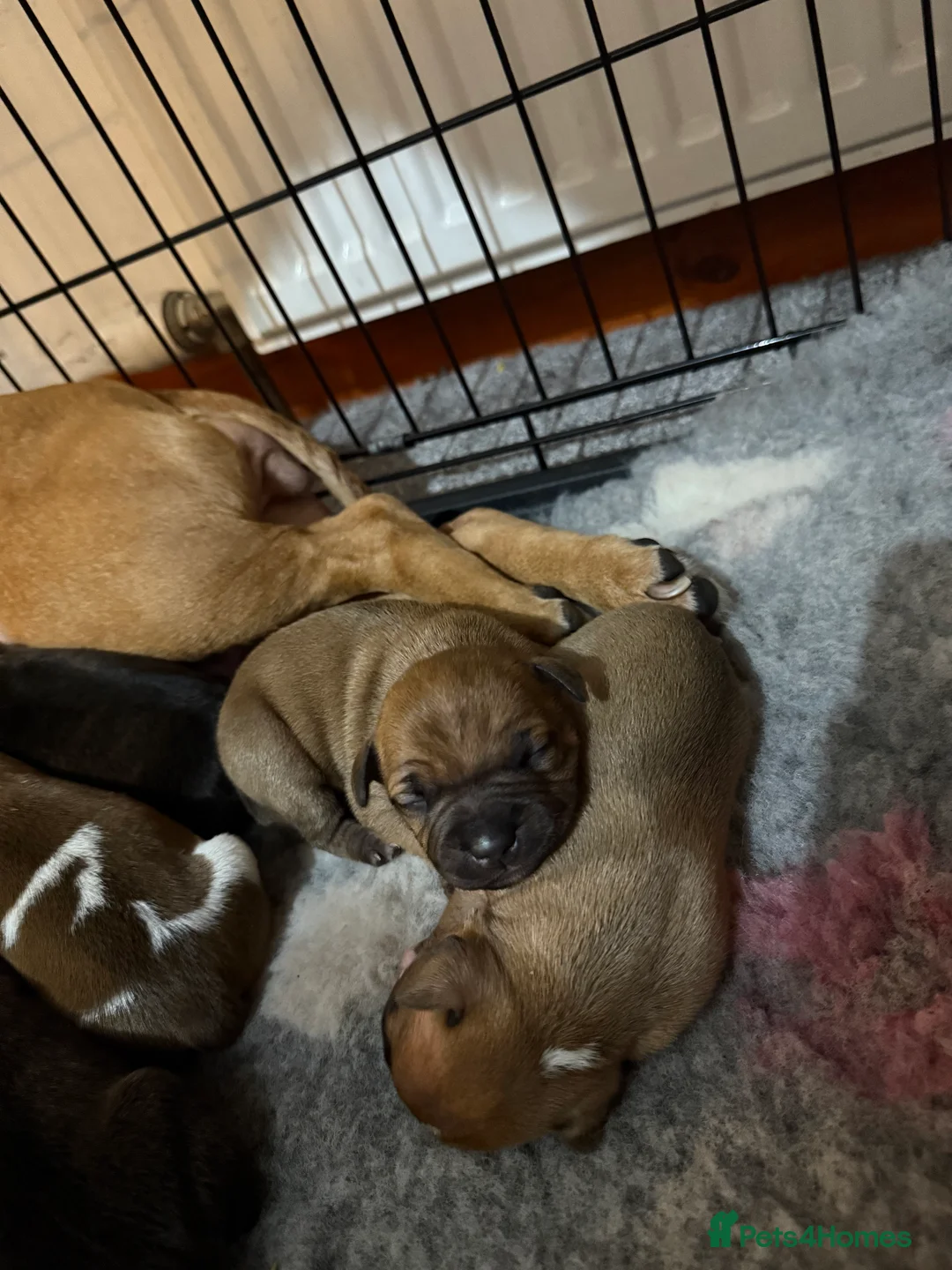Staffordshire Bull Terrier dogs for sale: Staffie pups  - Advert 5