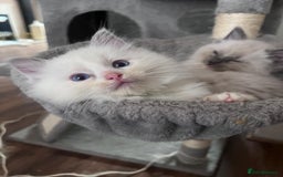 Ragdoll cats for sale: Stunning Ragdoll kittens for sale - Image 12