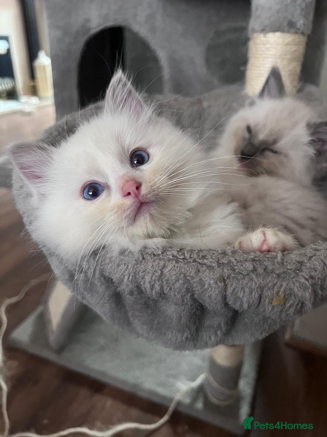 Ragdoll cats for sale: Stunning Ragdoll kittens for sale - Image 12