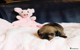 Miniature Dachshund dogs for sale: OUTSTANDING CHAMPION SIRED MINI WIREHAIRED KC REG - Image 6