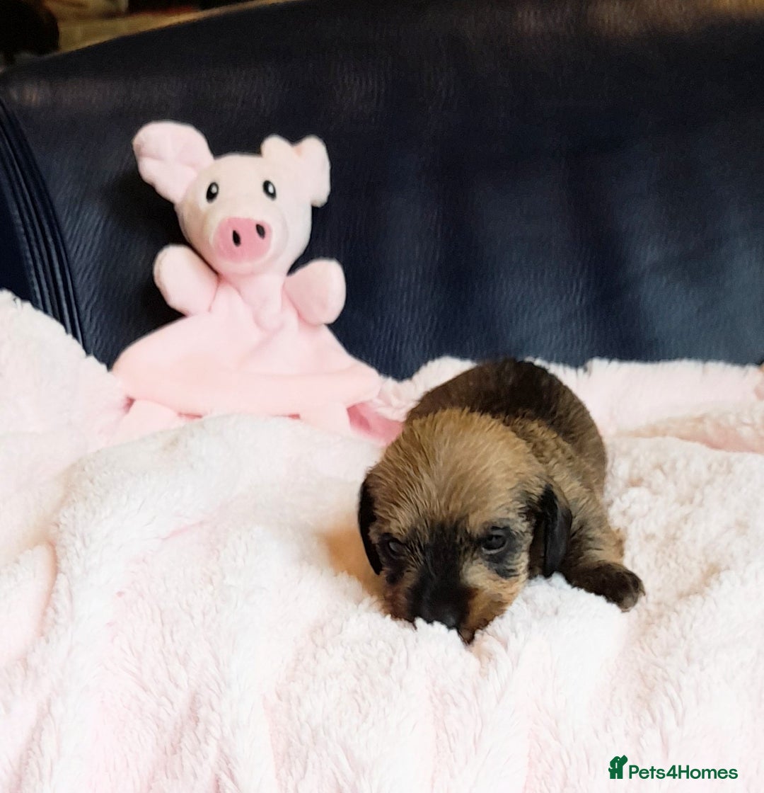 Miniature Dachshund dogs for sale: OUTSTANDING CHAMPION SIRED MINI WIREHAIRED KC REG - Image 6