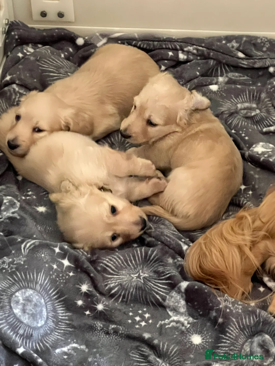 Miniature Dachshund dogs for stud: KC Dachshund cream long hair Stud [ee/ii] - Advert 12