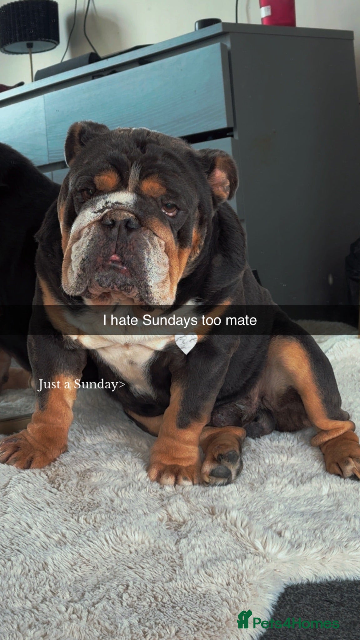 English Bulldog dogs  **   - Advert 2