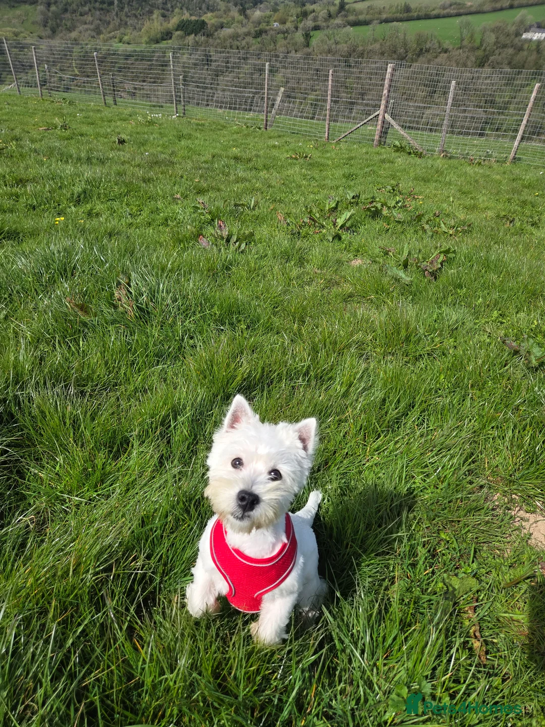 West Highland Terrier dogs for sale: K.C Registered Westie Girl - Advert 2