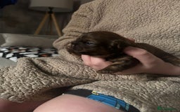 Shih Tzu dogs for sale: Chocolate imperial shih tzu karashishi line  - Advert 5