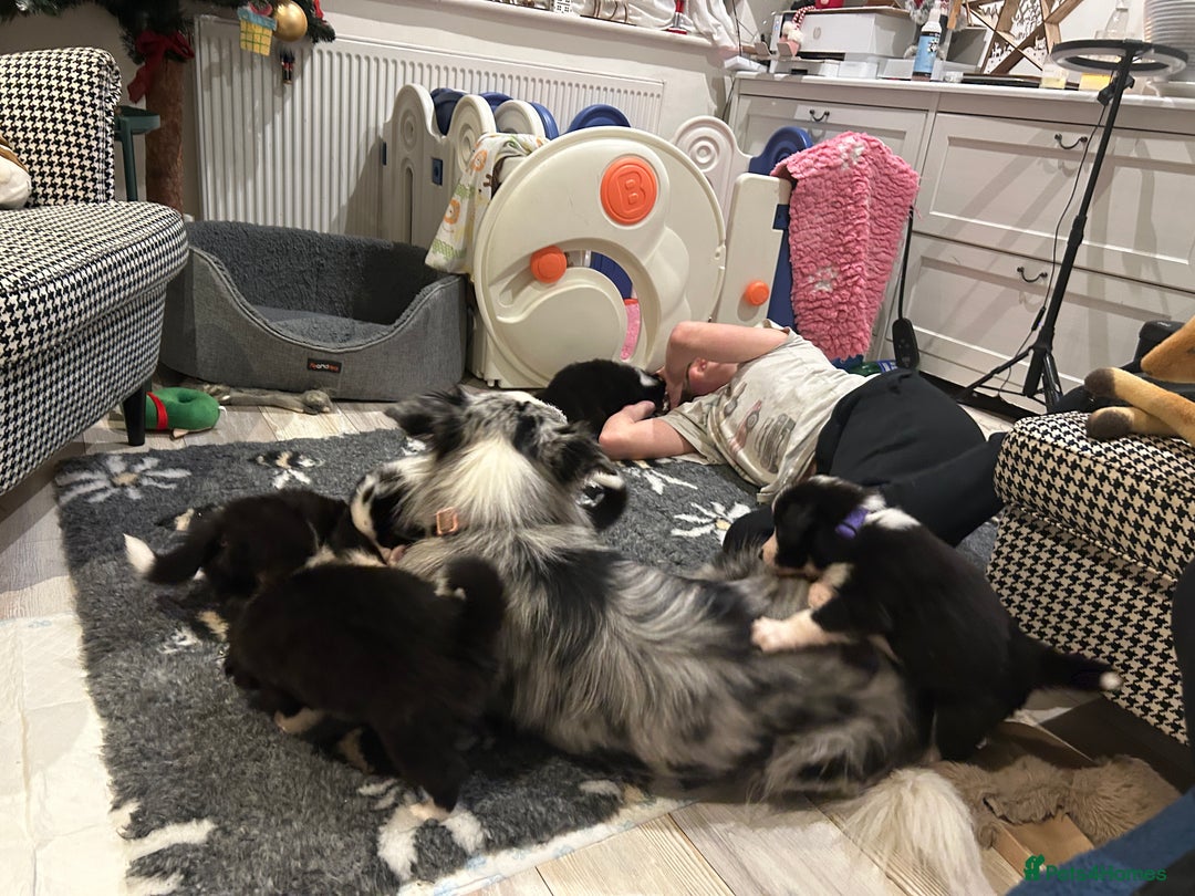 Border Collie dogs for sale: ❗️5⭐️ KC DNA tested champions LAST❗️border collie  - Advert 14