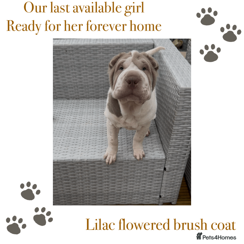 Shar Pei dogs ✨Gorgeous KC registered Sharpei Puppies for sale ✨ - Advert 23