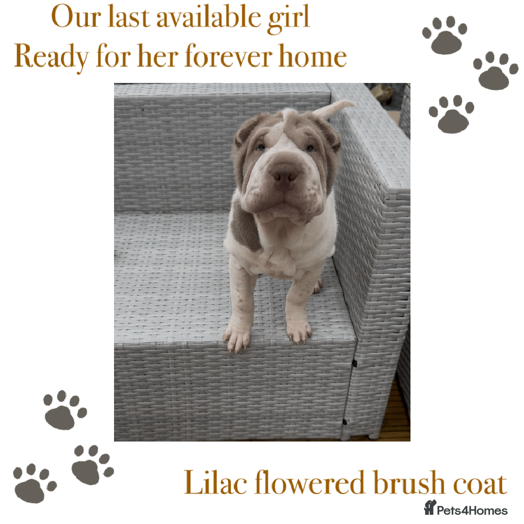 Shar Pei dogs for sale: ✨Gorgeous KC registered Sharpei Puppies for sale ✨ - Advert 1