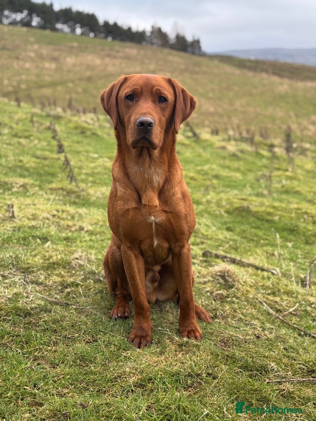 Labrador Retriever dogs for stud: ✨PROVEN FULLY HEALTH TESTED WORKING RED LABRADOR✨ in Hawes - Advert 6