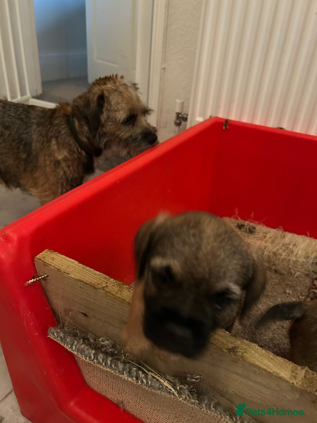 Border Terrier dogs for sale: Beautiful Border Terrier Pups - Advert 5