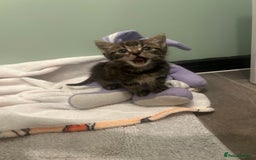 Mixed Breed cats for sale: Mouse — Rescue Kitten Looking for a Forever Home - Image 5