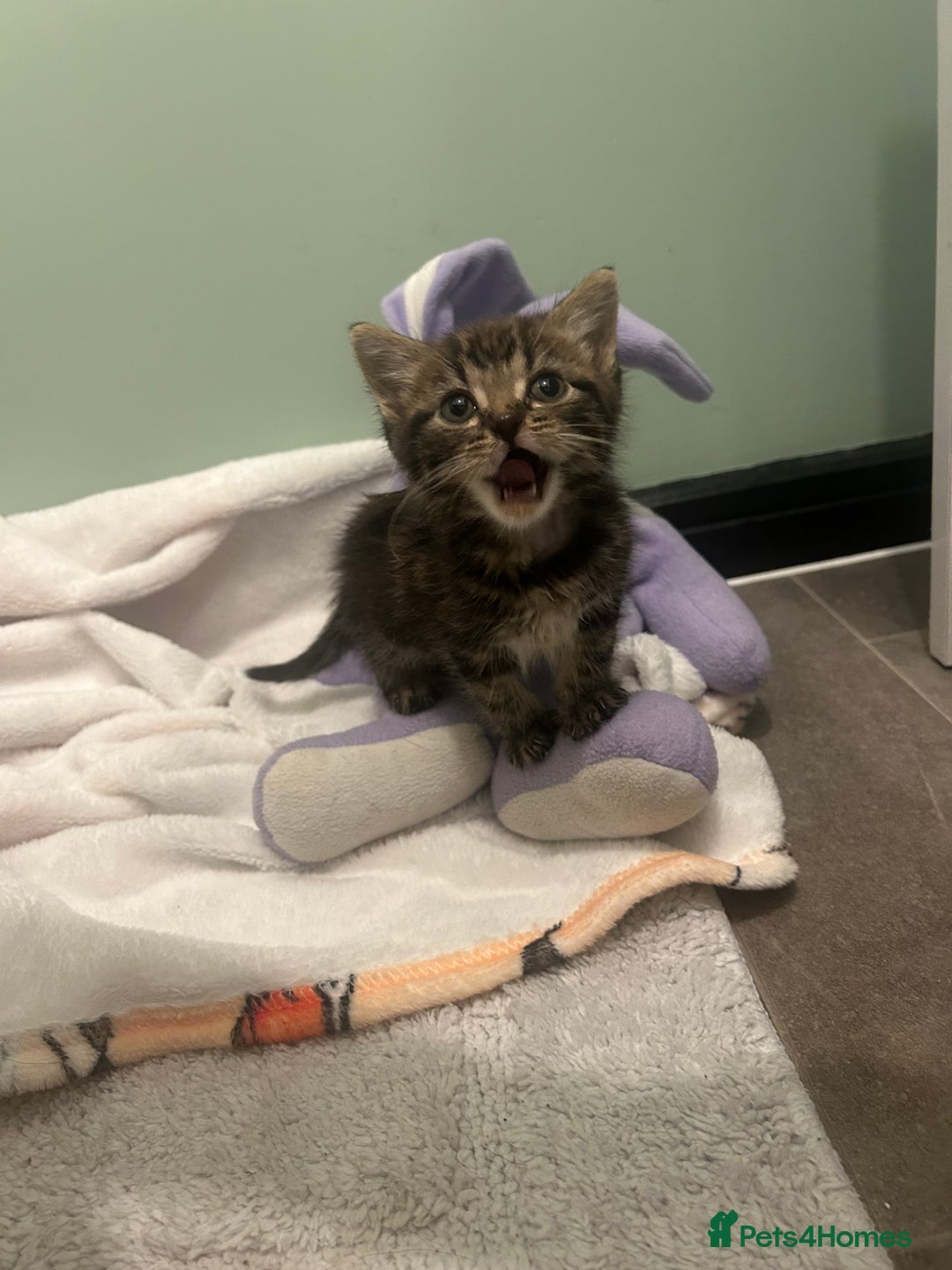 Mixed Breed cats for sale: Mouse — Rescue Kitten Looking for a Forever Home - Image 5
