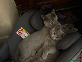 British Shorthair cats 2 BHS sisters - Advert 1