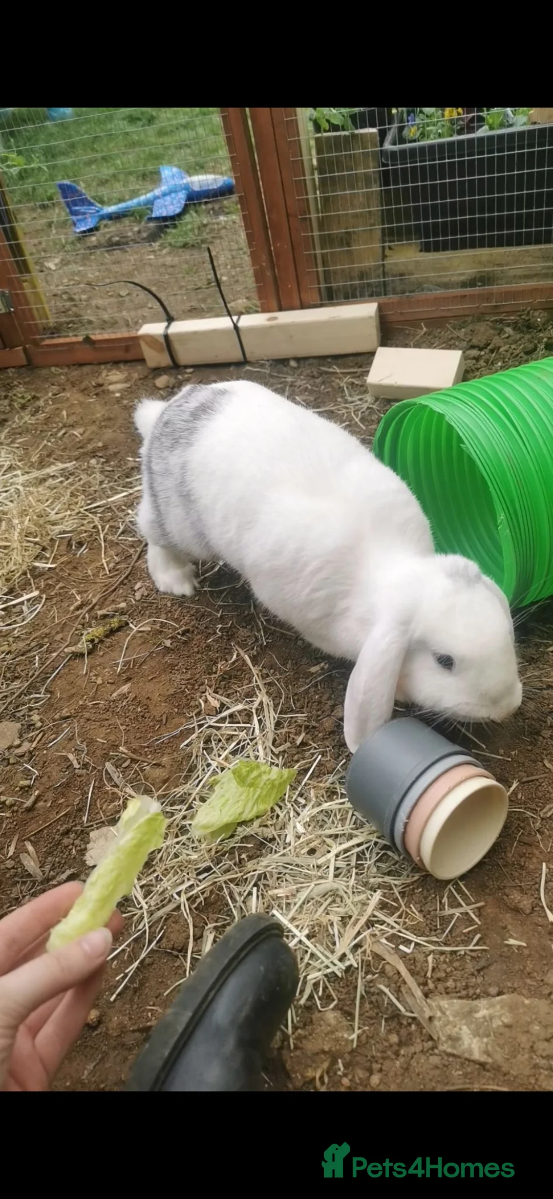 English Lop rabbits for sale: Pair of bonded rabbits  in Warwick - Advert 7