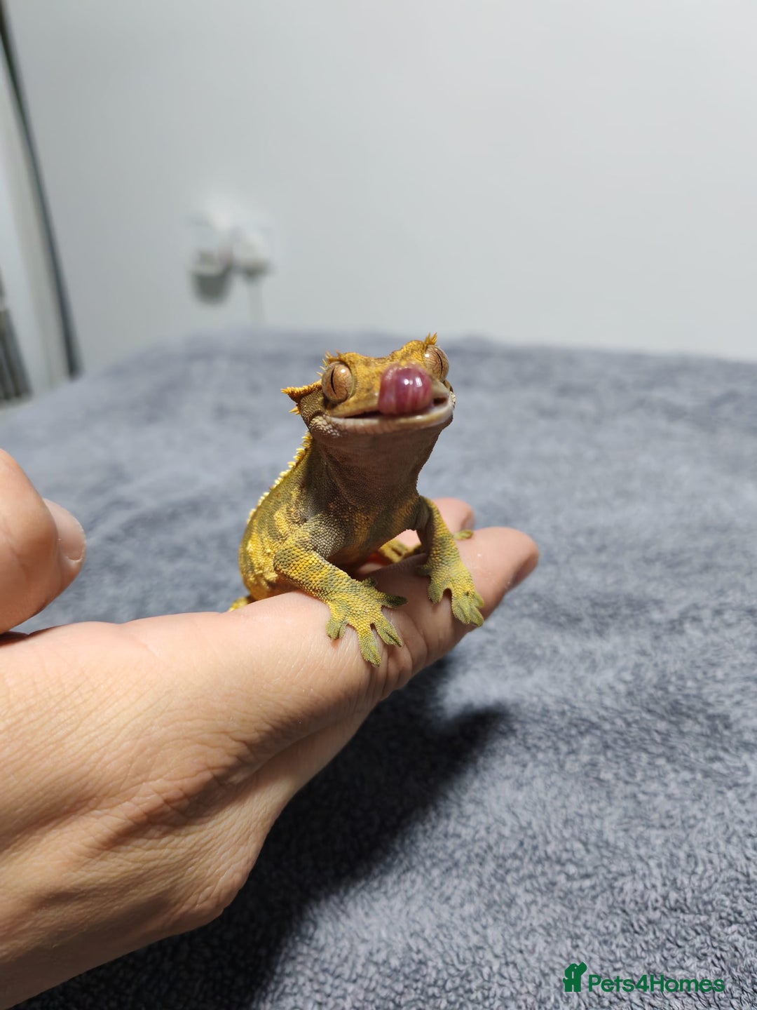 Gecko reptiles for sale: Crested Gecko with enclosure - female - Advert 8