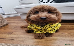 Cockapoo dogs for sale: Red Toy Cockapoo - Image 10