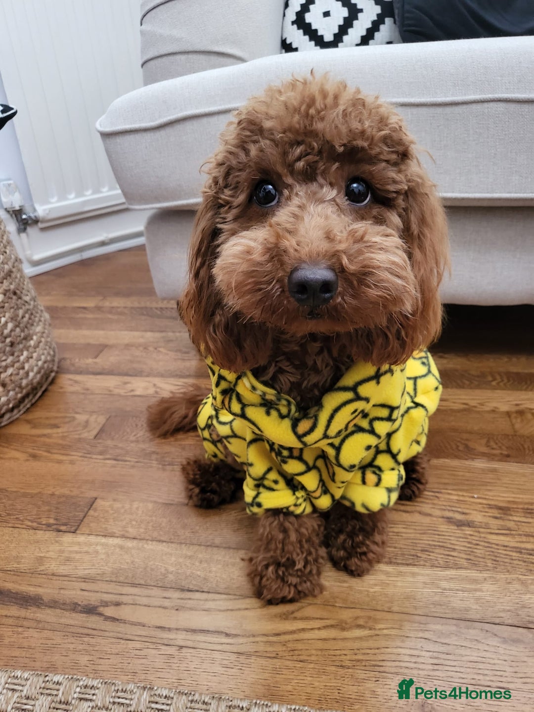 Cockapoo dogs for sale: Red Toy Cockapoo - Image 10