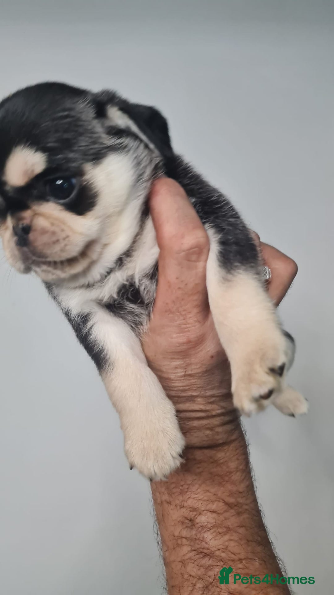 Pug dogs for sale: Pug 1 boy kc  - Advert 27