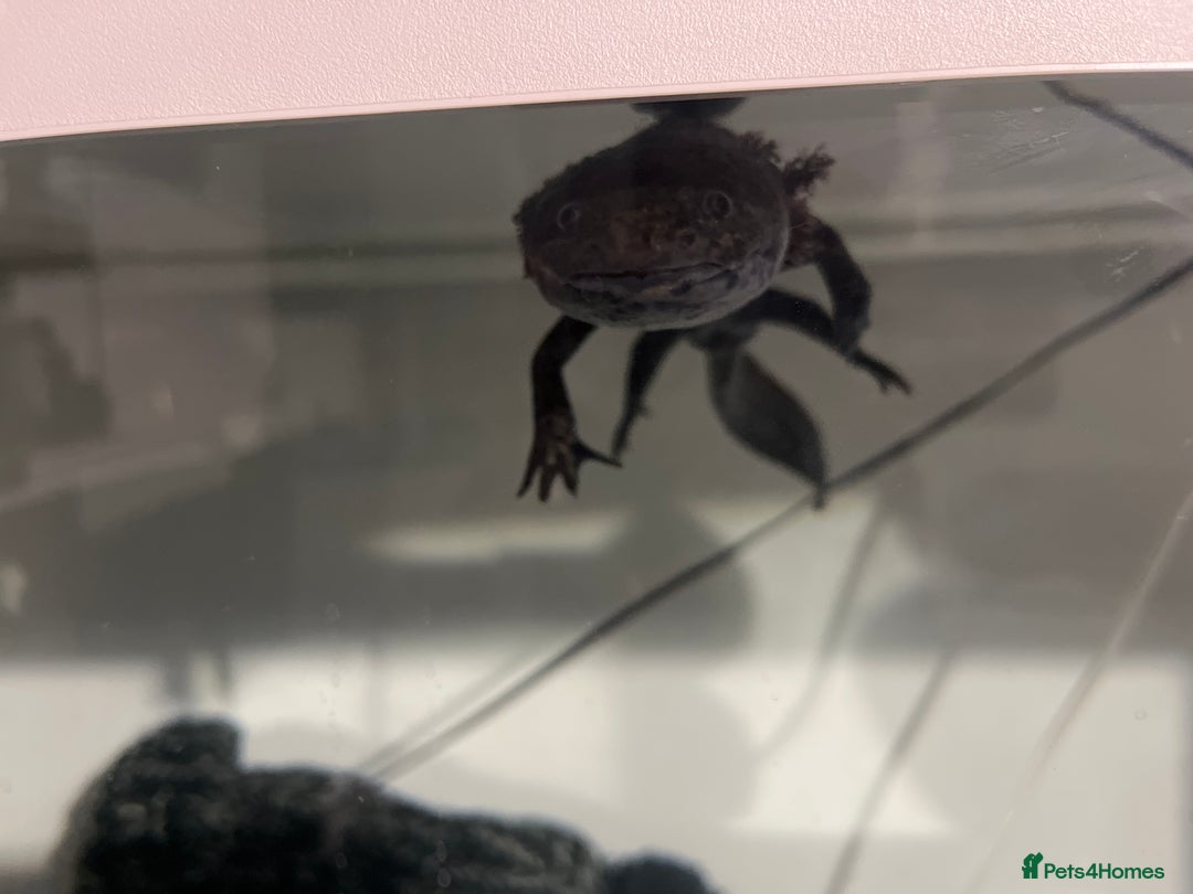 Axolotl reptiles for sale: Adult male axolotl with entire set up - Advert 2
