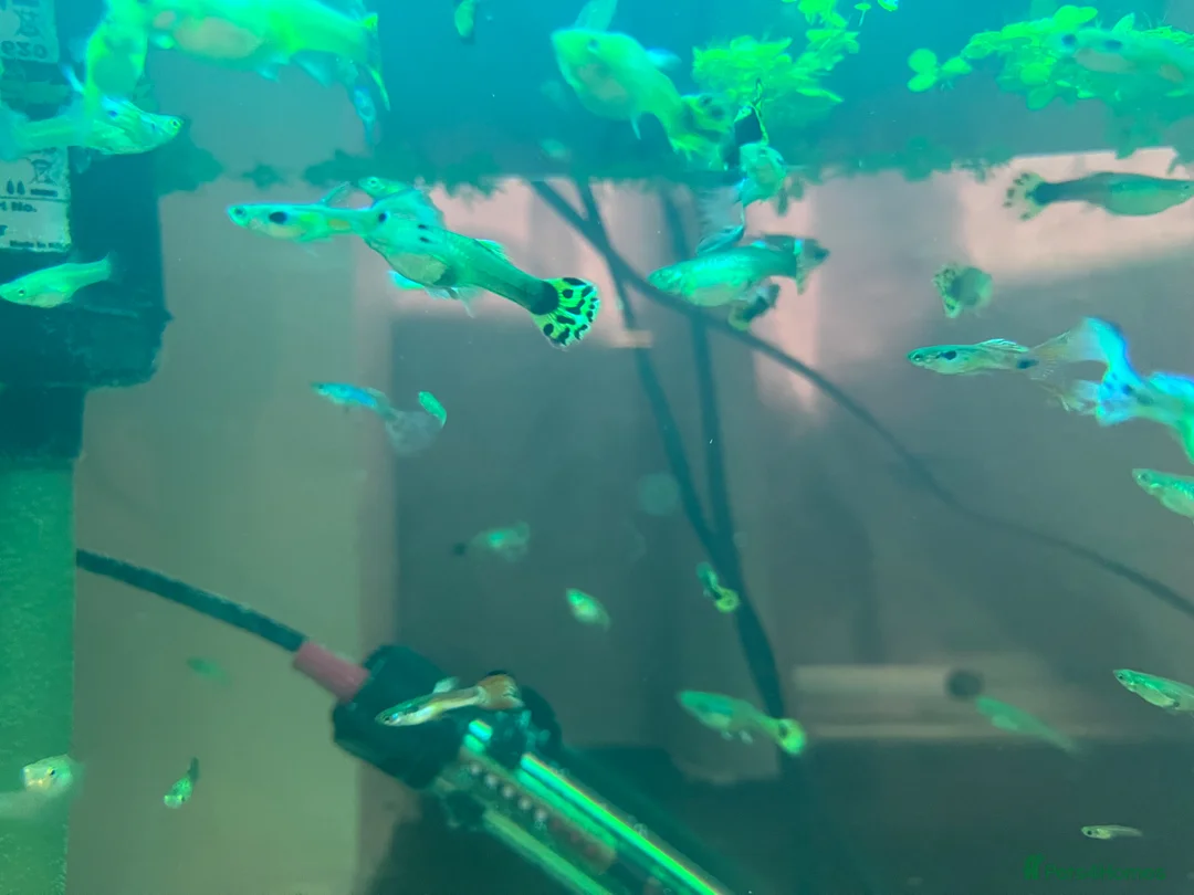 Live Bearers fish for sale: 50p Endlers and Guppies in Chester-le-Street - Advert 11