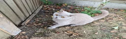 British Shorthair cats for sale: Rocky  in Romford - Advert 4