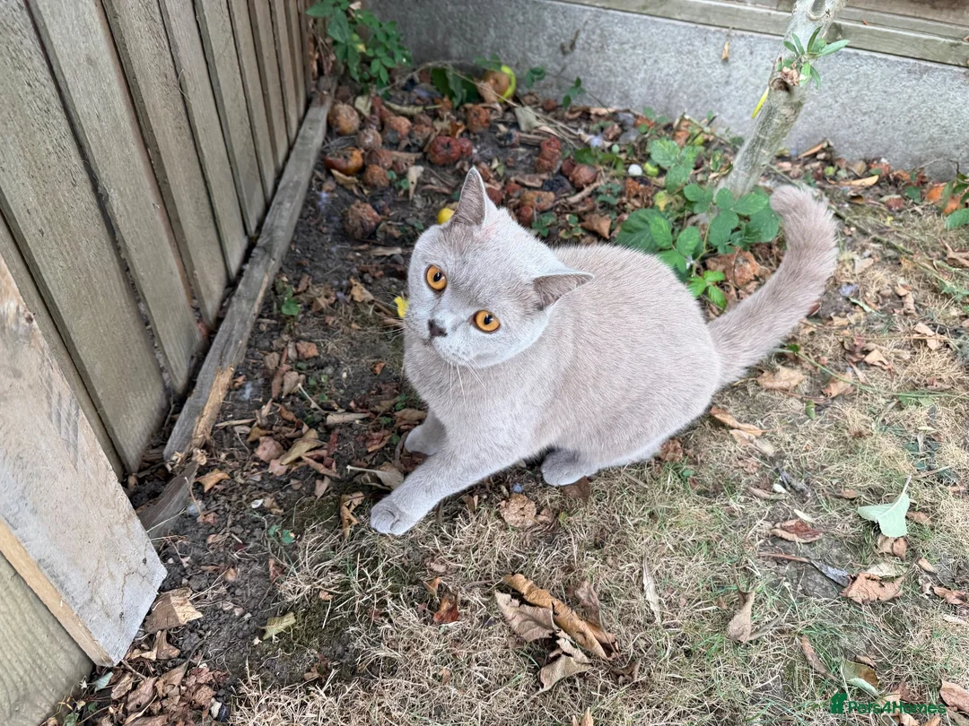 British Shorthair cats for sale: Rocky  in Romford - Advert 4