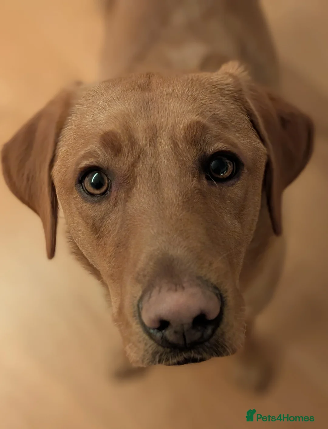 Labrador Retriever dogs for sale: Adorable 10 month male lab - Advert 3