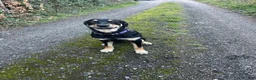 Mixed Breed dogs for sale: FREE Huntaway Girl Dog 6 1/2 months old - Advert 2