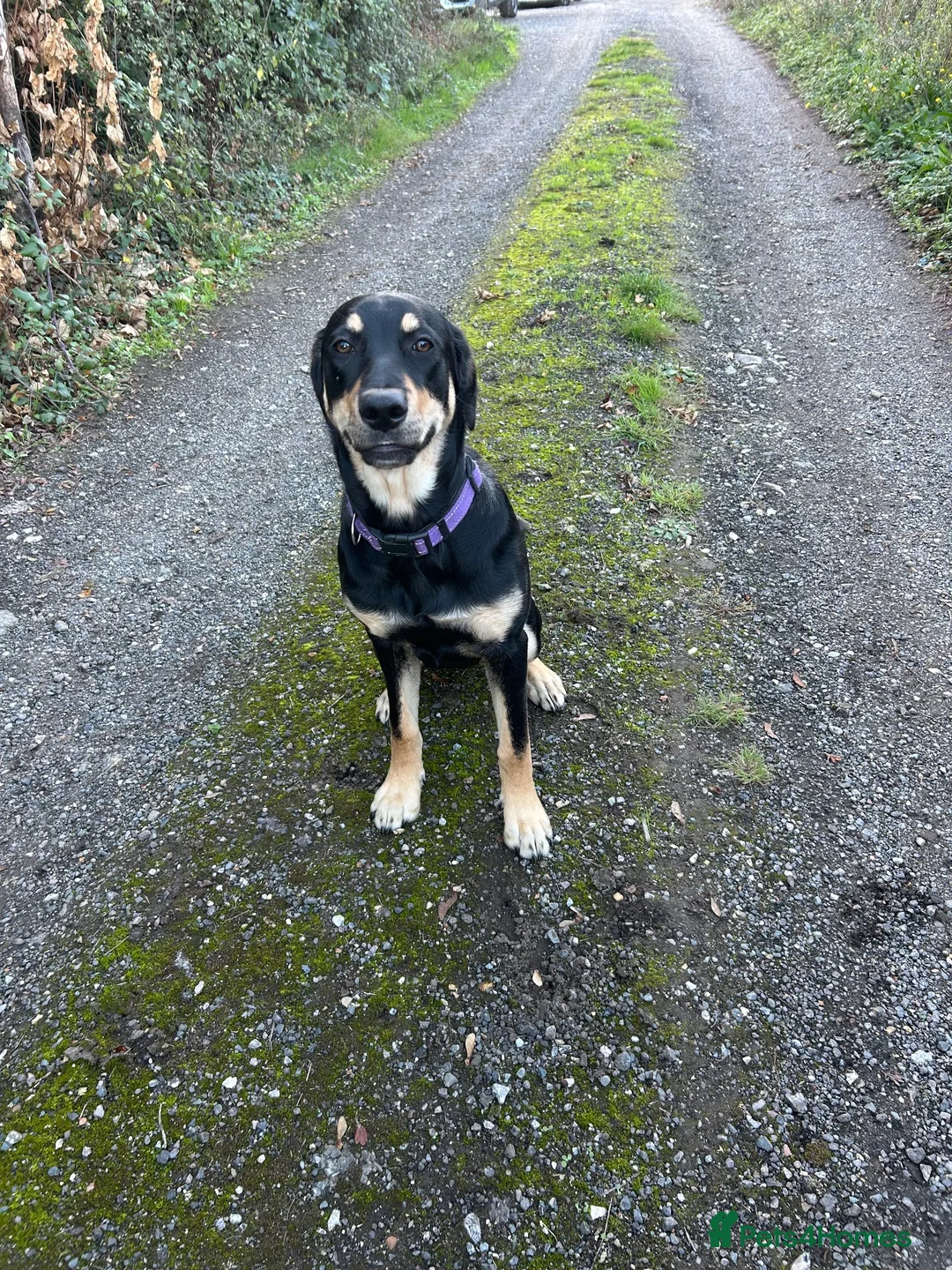 Mixed Breed dogs for sale: FREE Huntaway Girl Dog 6 1/2 months old - Advert 2