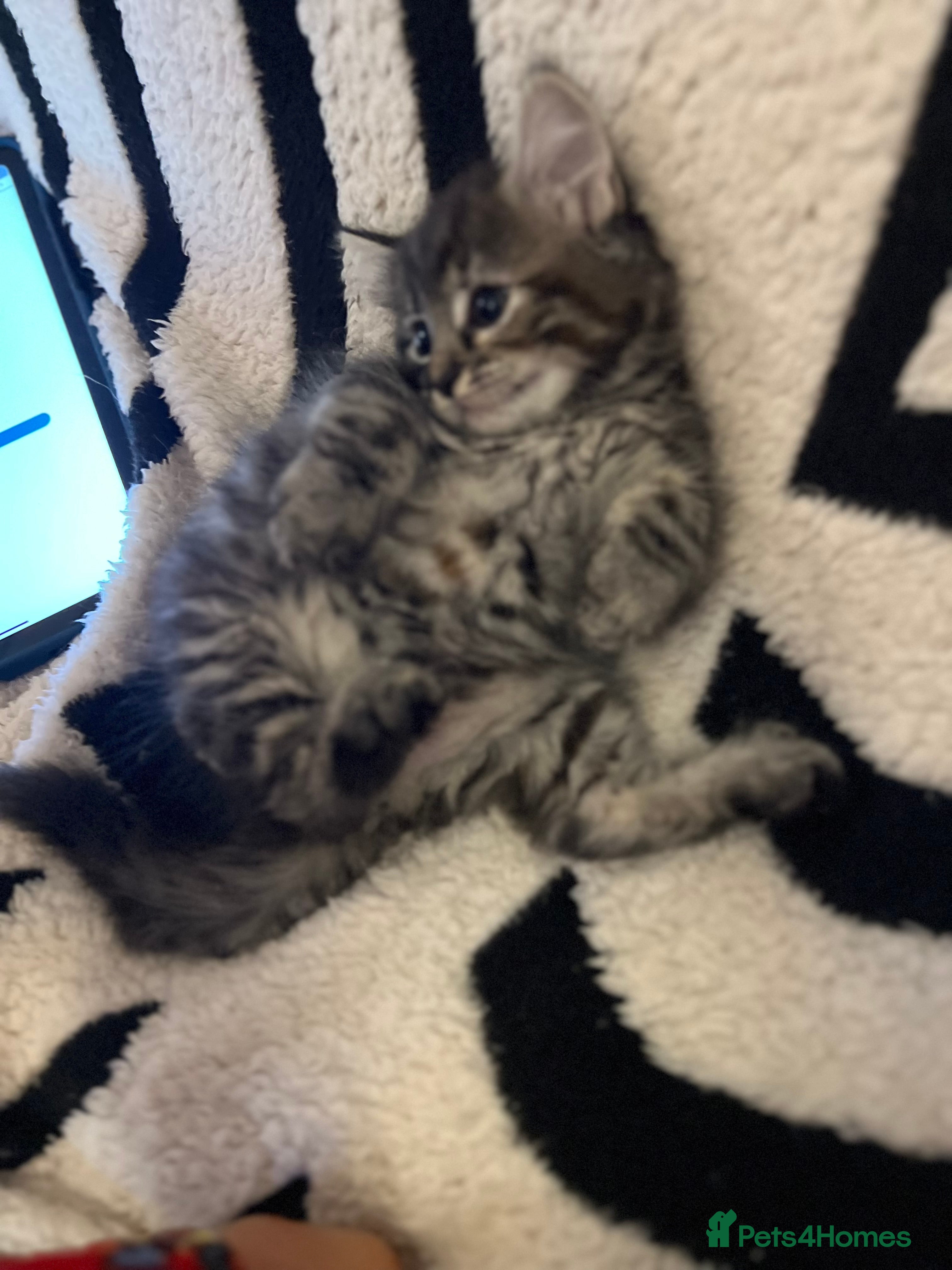 Mixed Breed cats Mixed kitten  - Advert 2