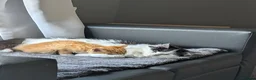 Mixed Breed cats for sale: Our ginger looking for a loving home 🏡 - Advert 5