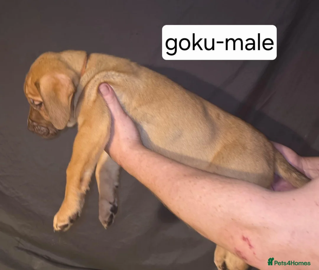 Presa Canario dogs for sale: 🏆 Champion Blood Presa Canario puppies READY🏆 - Advert 2