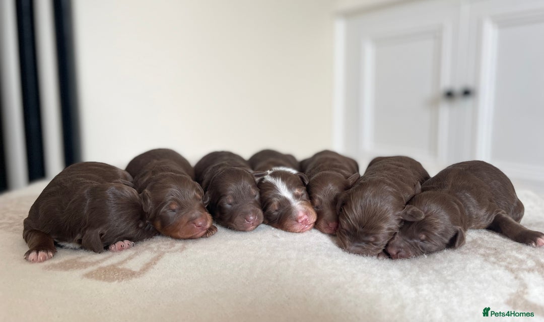 Bordoodle dogs for sale: OUTSTANDING *TRI COLOUR* MINIATURE BORDOODLES - Image 4