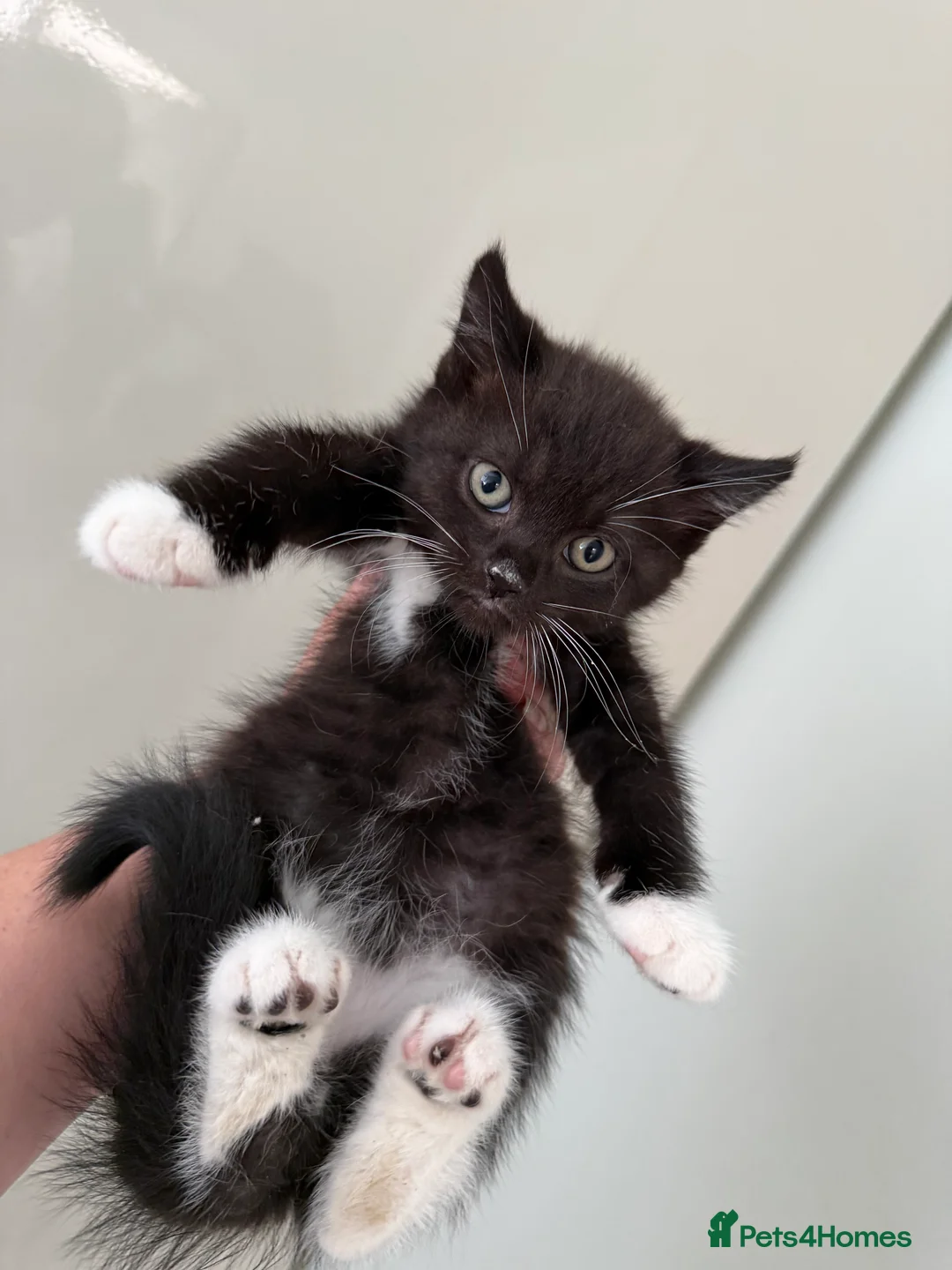 Mixed Breed cats for sale: British shorthair x kittens ready to go  - Advert 8