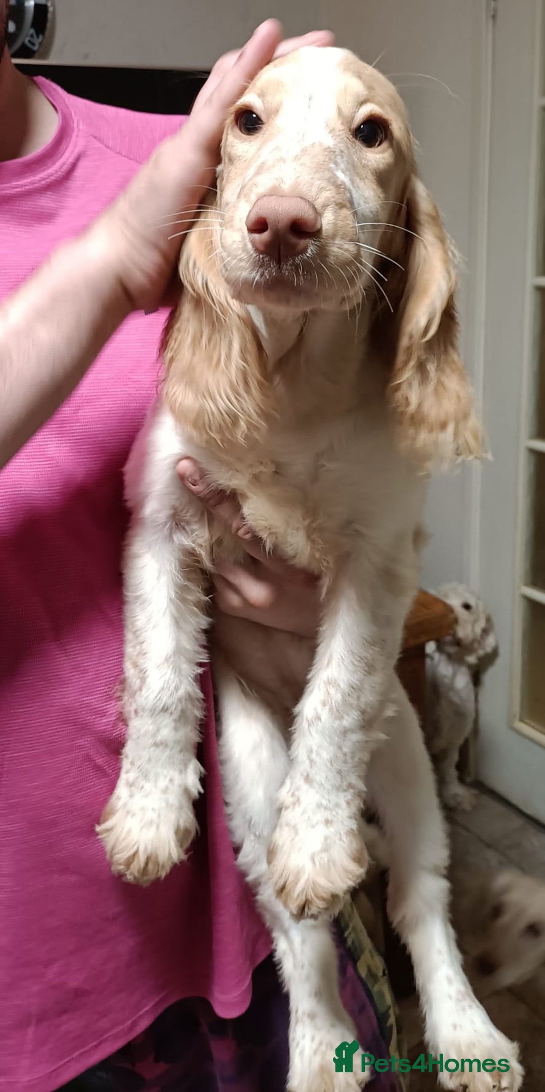 Cockapoo dogs for sale: Cockapoo F1B - Advert 4