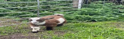 Goats livestock for sale: Pygmy goats for sale in Stoke-on-Trent - Advert 3