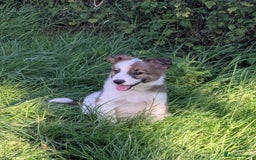 Border Collie dogs for sale: Border Collie Puppies  - Image 14