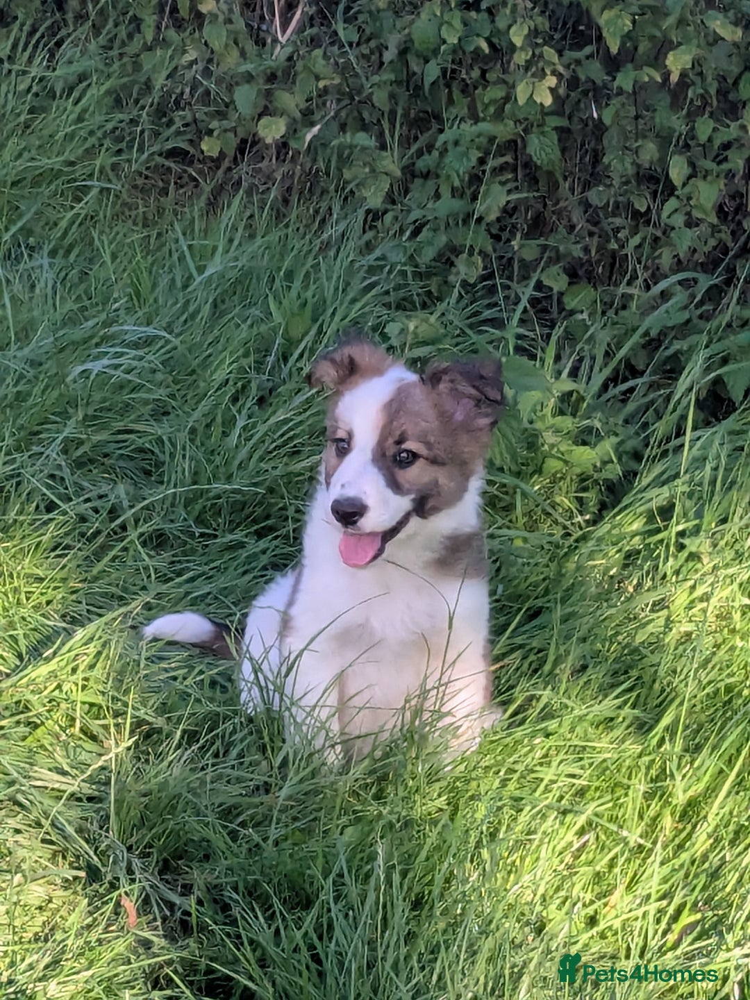 Border Collie dogs for sale: Border Collie Puppies  - Image 14