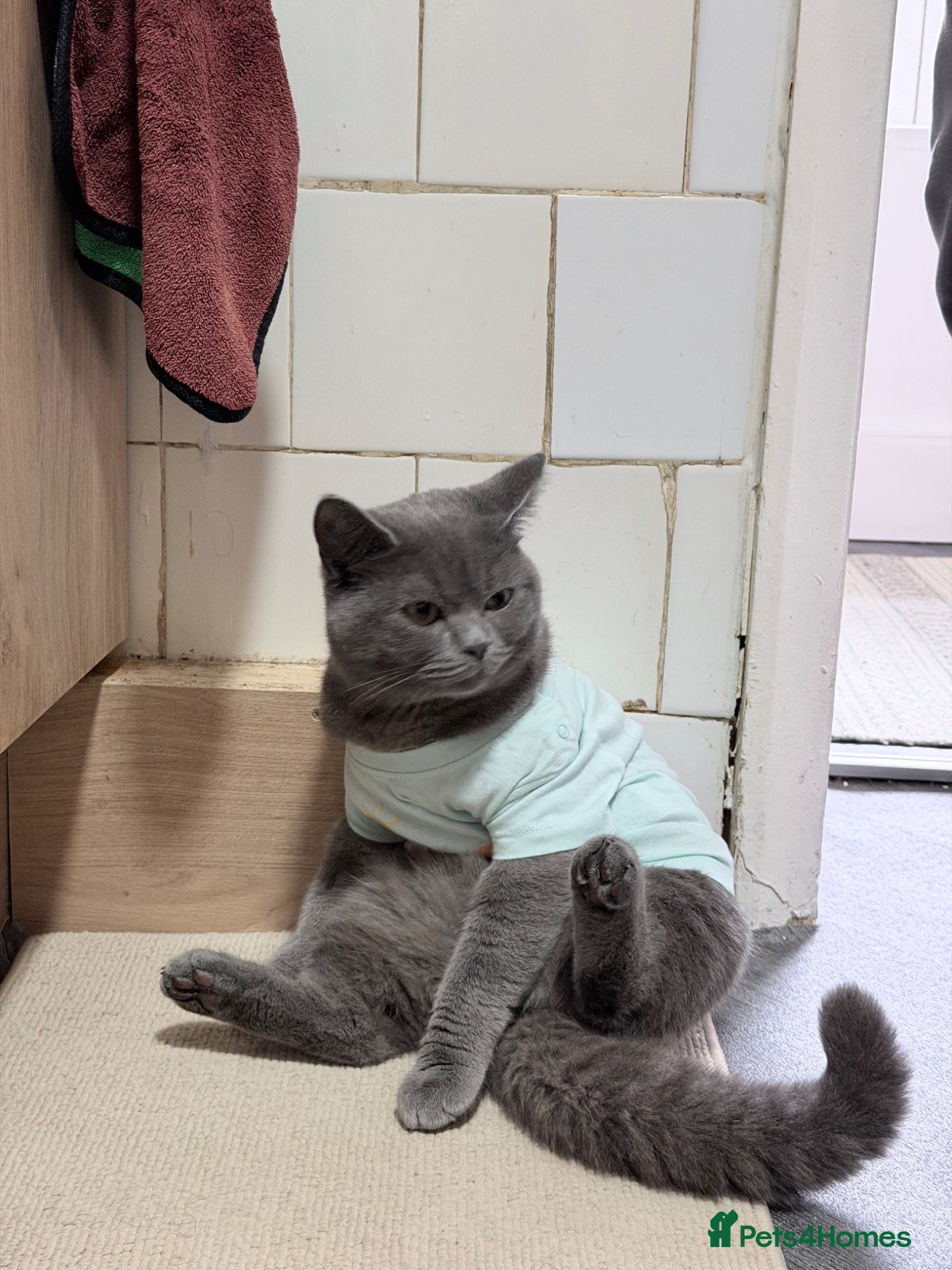 British Shorthair cats British shorthair  - Advert 10