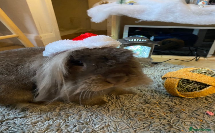 Lionhead rabbits - Advert 1