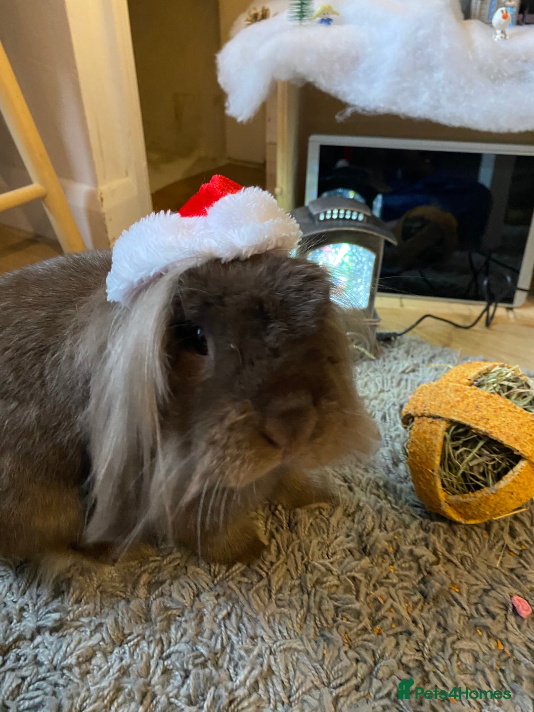 Lionhead rabbits for sale: Rabbit brothers looking for a sweet family - Image 1