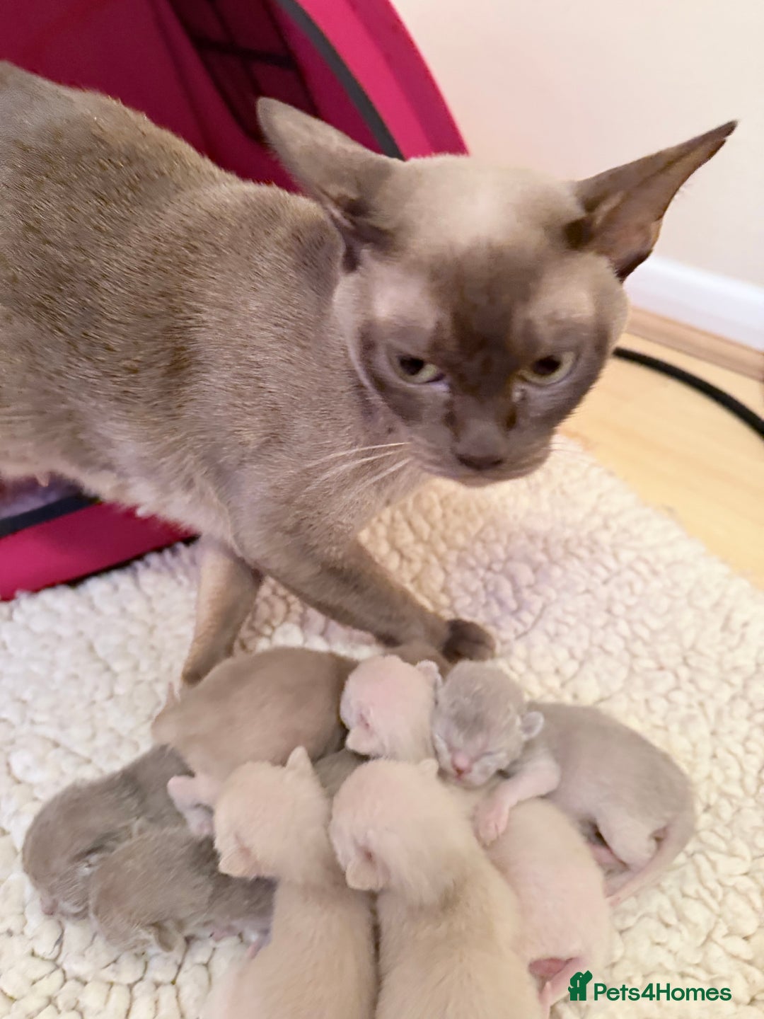 Burmese cats for sale: GCCF-Home raised-BurmeseKittens ready end February - Advert 9