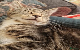 Aegean cats for sale: Female kitten  - Image 3