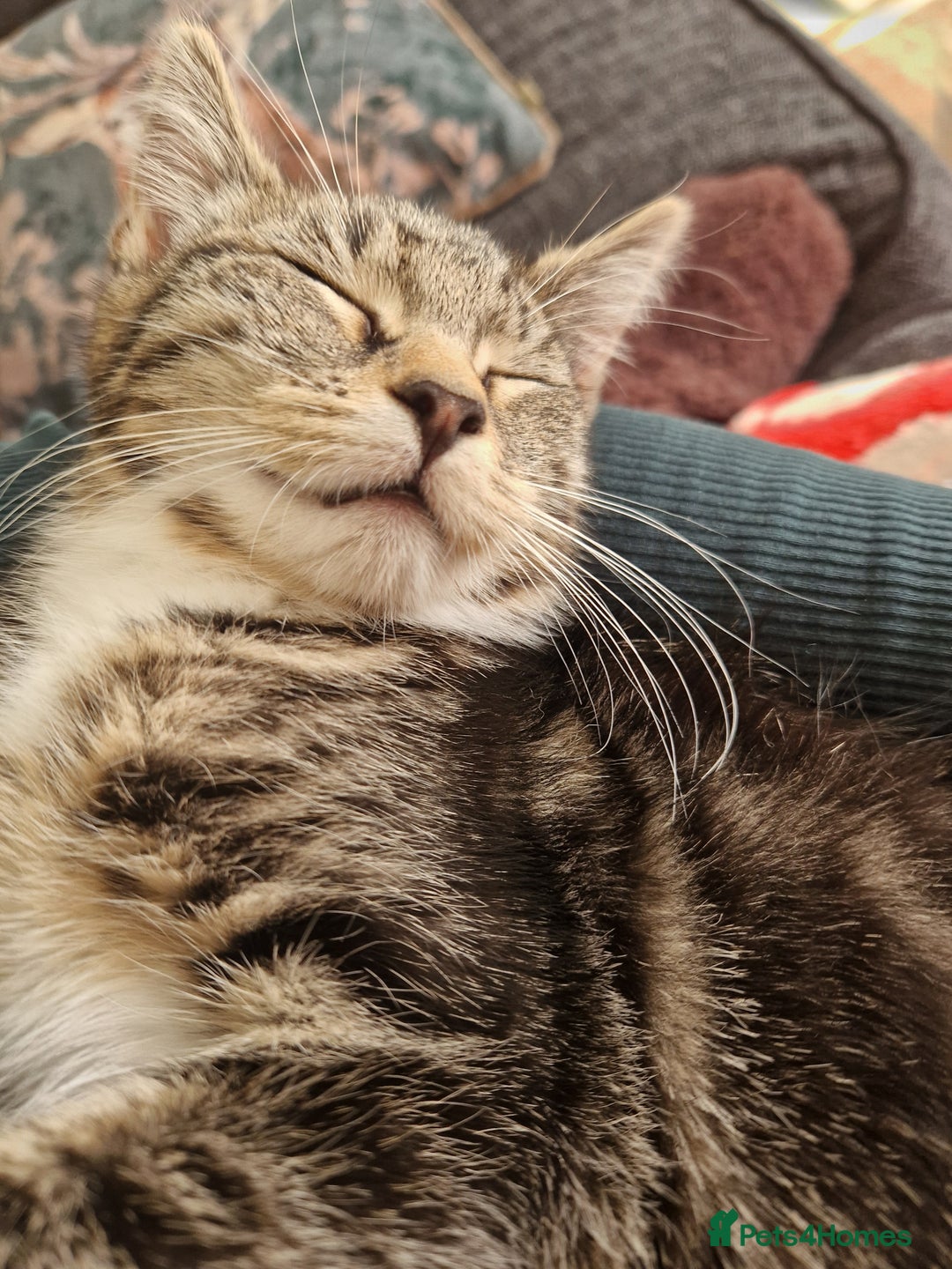 Aegean cats for sale: Female kitten  - Image 3