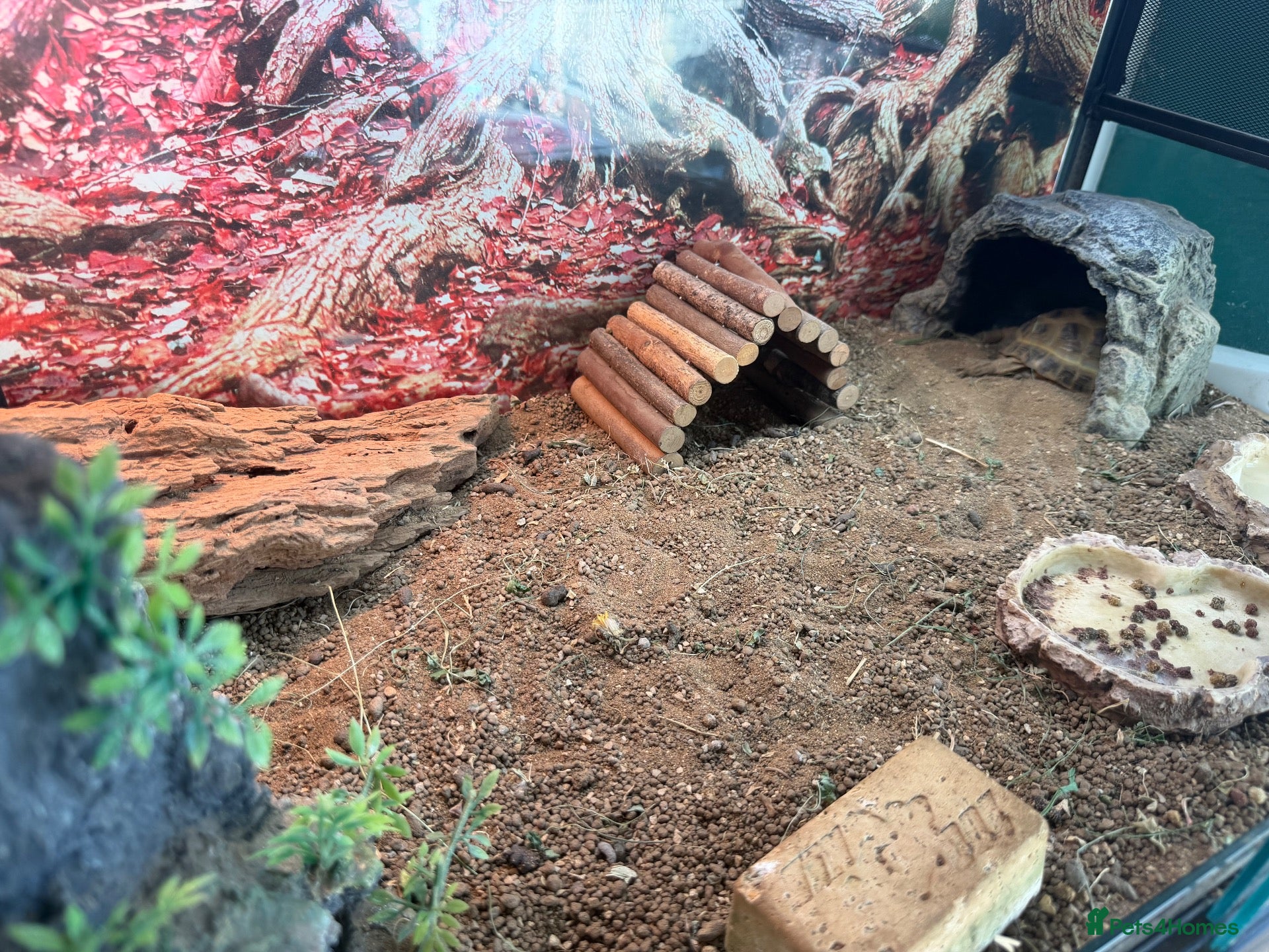 Tortoise reptiles     Horsfield tortoise looking for new home 🏠  - Advert 2