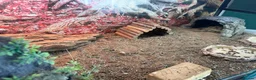 Tortoise reptiles for sale:     Horsfield tortoise looking for new home 🏠  - Advert 2