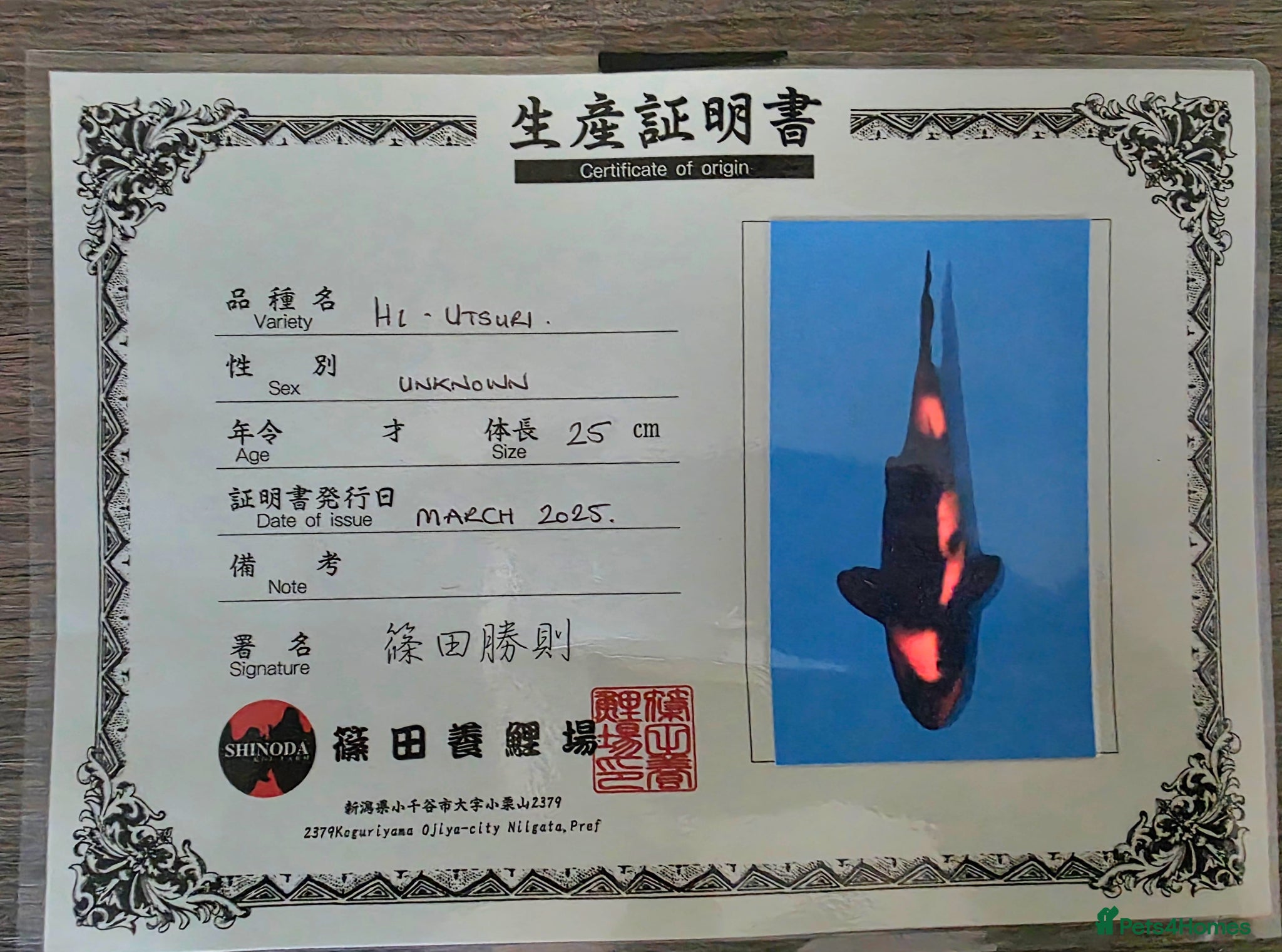 Koi Carp fish High quality Japanese koi gosport - Advert 1