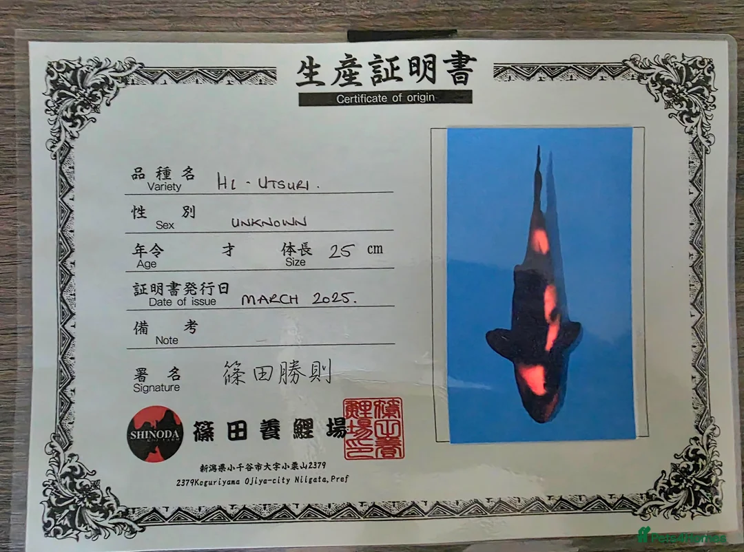 Koi Carp fish for sale: High quality Japanese koi gosport in Gosport - Advert 1